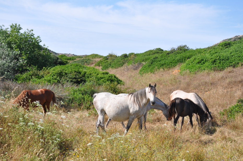 cavalli fornelli 