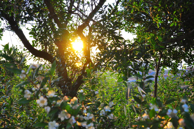 il giardino di casa nostra