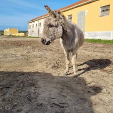 La leggenda Di Severino e Pamela.